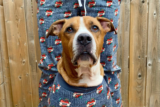 Bully breed dog wearing pjs to match their owner