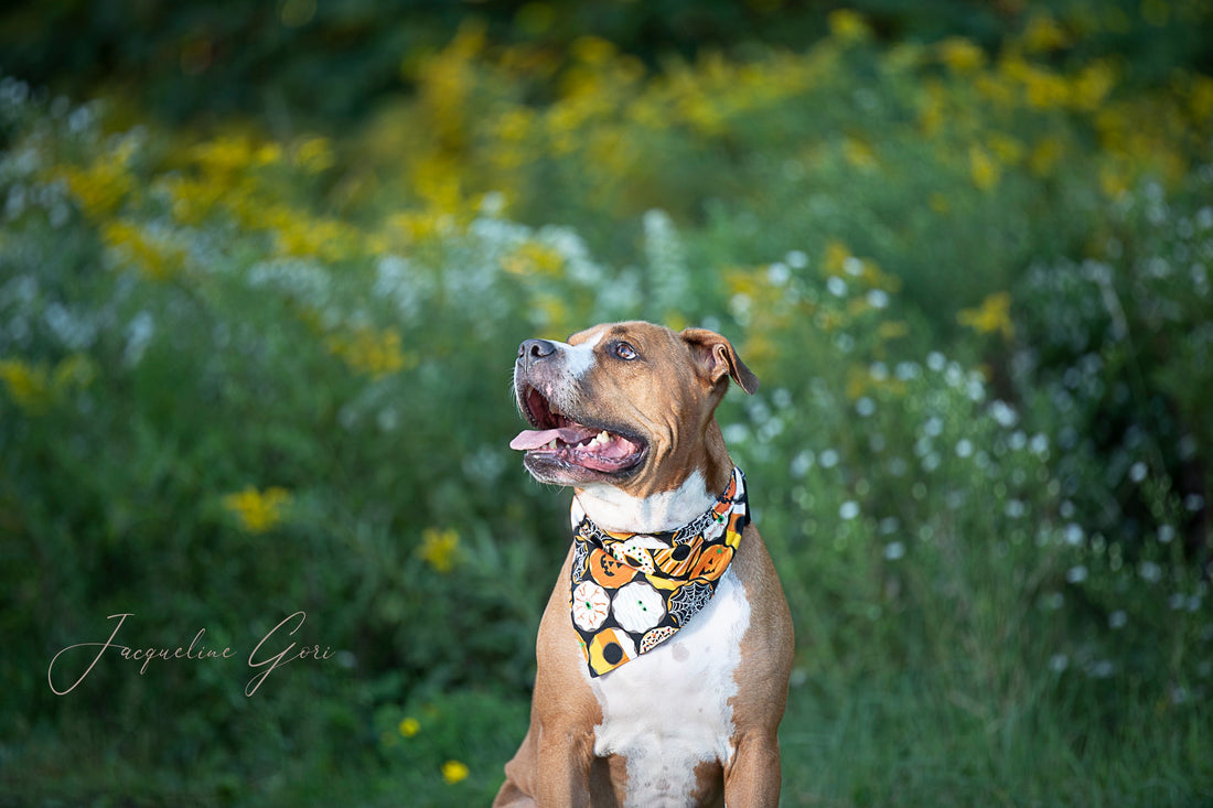 Furever Logan
