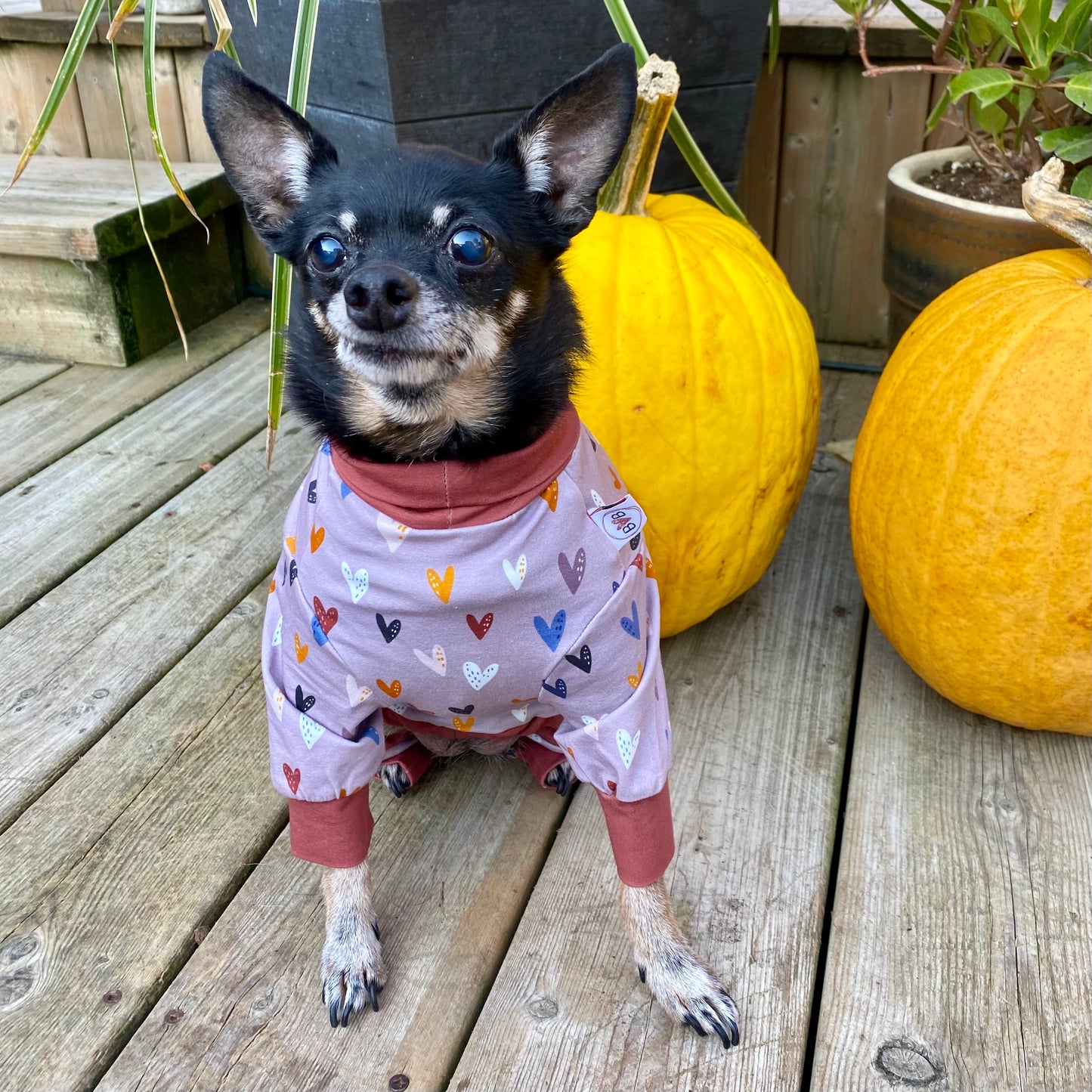 Neutral Love Dog Pajamas